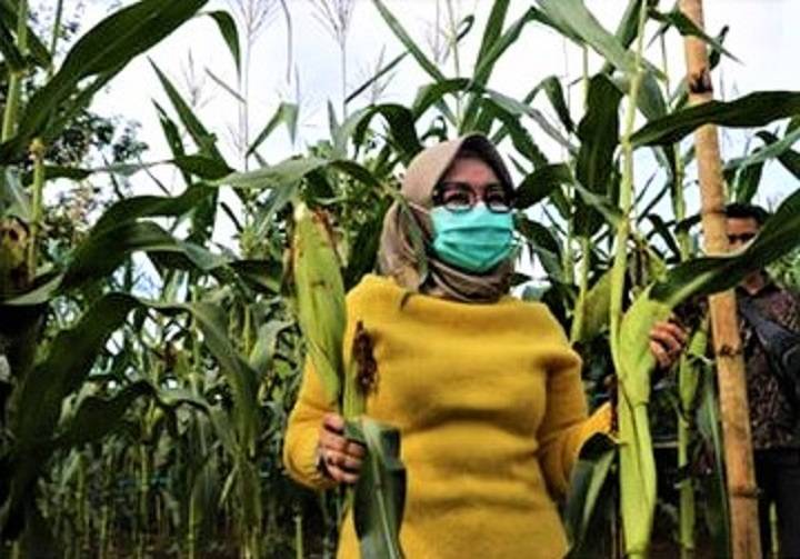 Panen Jagung dan Semangka