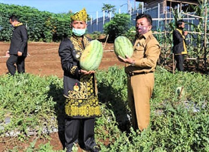 Panen Semangka di Kebun