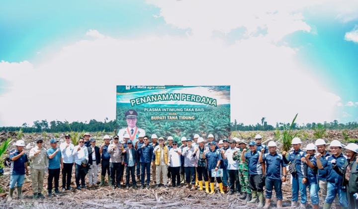 Penanaman perdana kelapa sawit di lahan plasma kebun kemitraan antara PT Mulia Agro Utama (MAU) dengan Koperasi Plasma Intimung Taka Bais