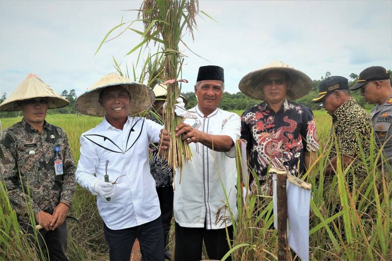 Kecamatan Tana Lia Panen Perdana Tahun 2020