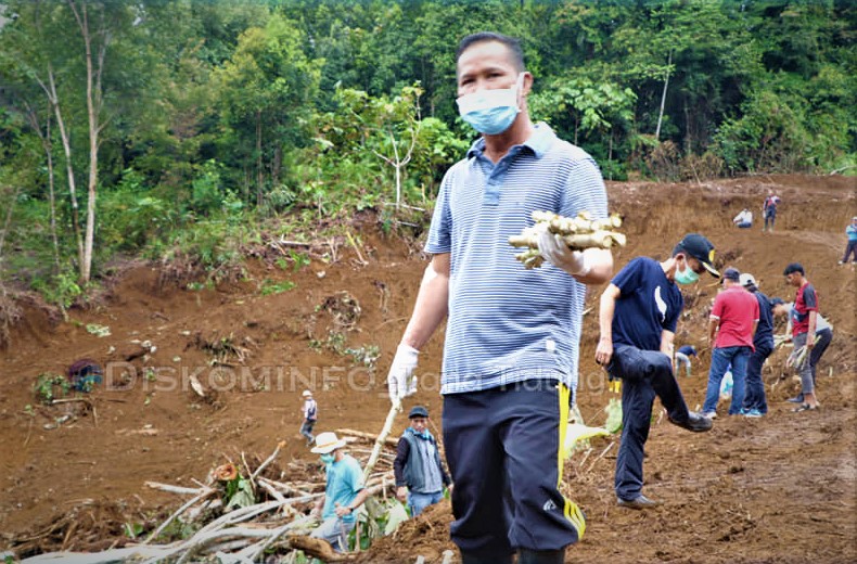 Memanfaatkan Lahan Kosong, Pemda KTT Menanam Ubi Kayu